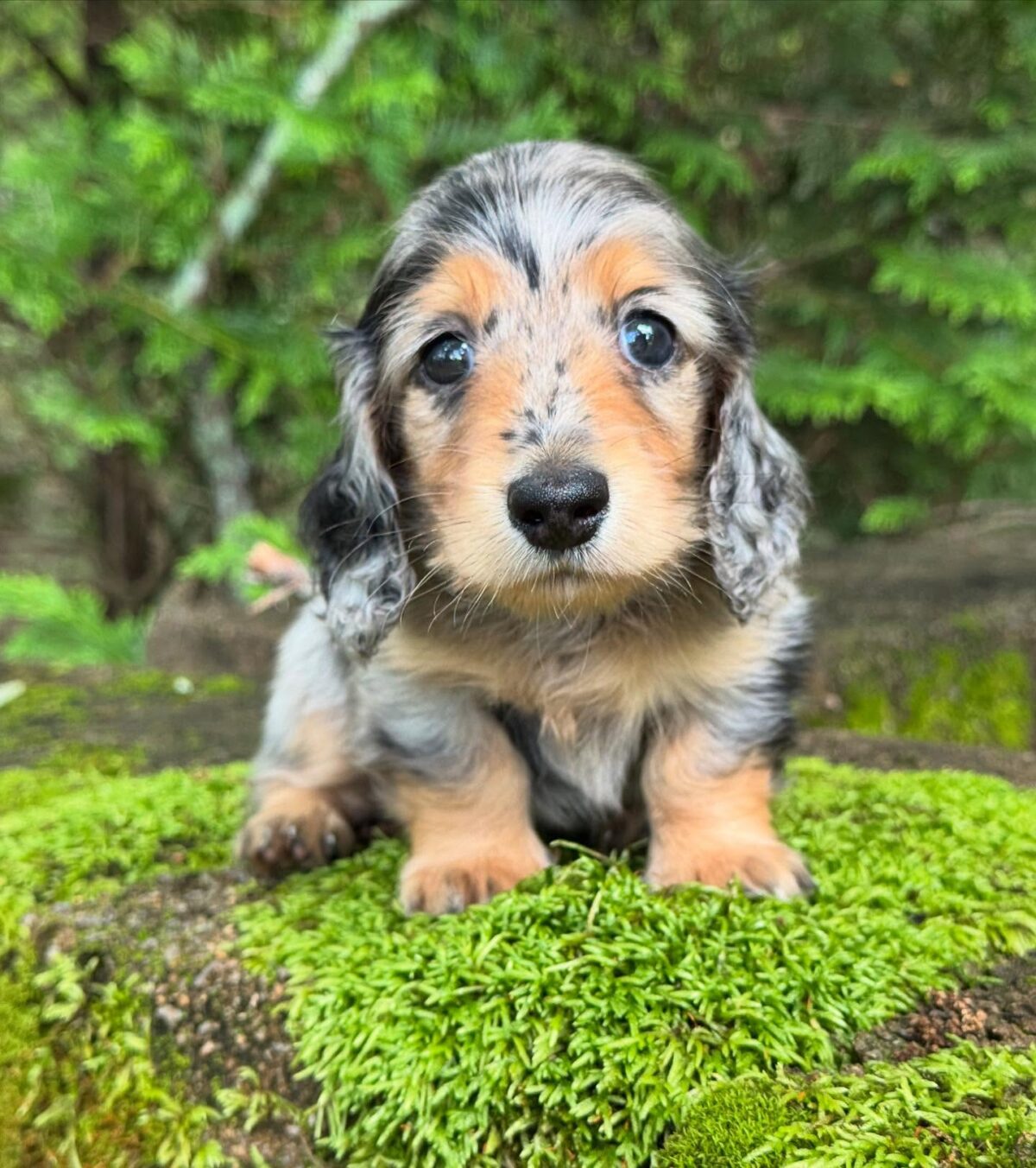 Mini Dachshund Puppy Alice