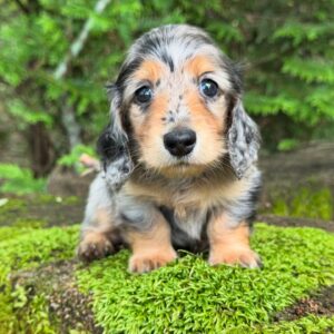 Mini Dachshund Puppy Alice