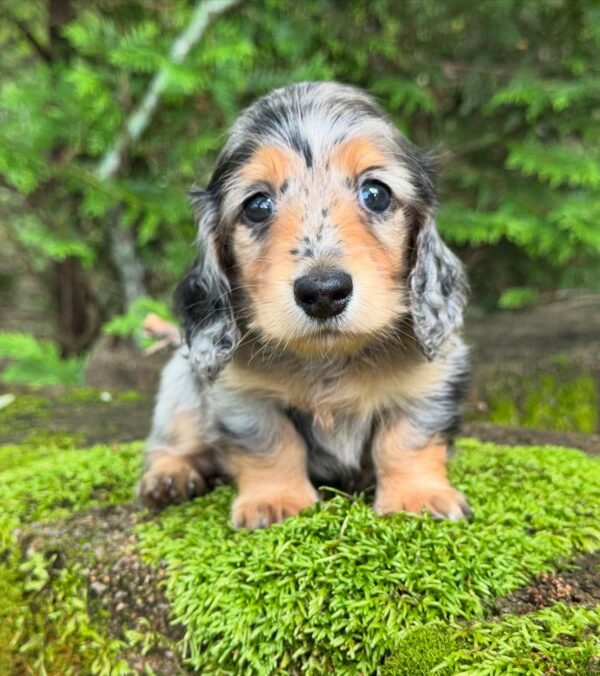 Mini Dachshund Puppy Alice