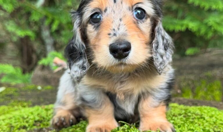 Mini Dachshund Puppy Alice