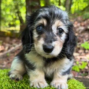 Mini Dachshund Puppy Jilli