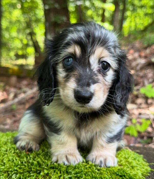 Mini Dachshund Puppy Jilli