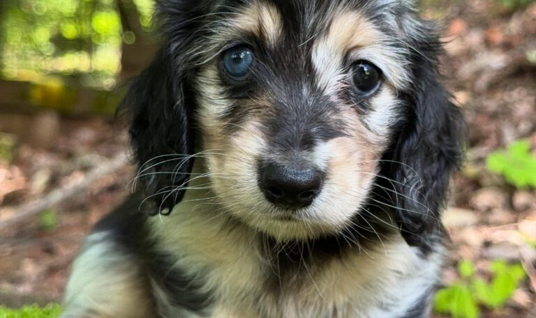 Mini Dachshund Puppy Jilli