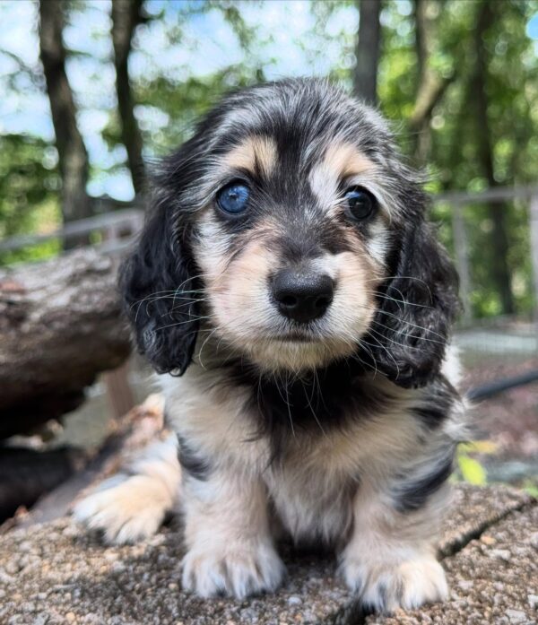 Wiener puppies home