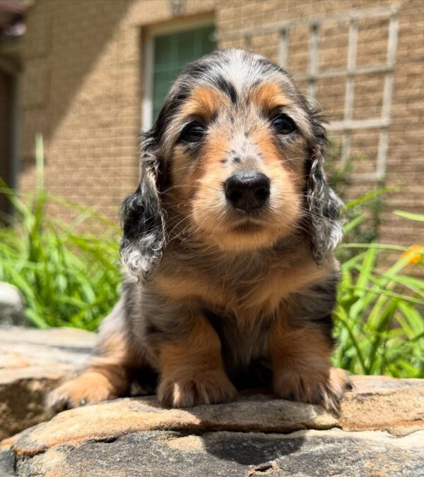 Wiener puppies home