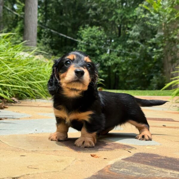 Wiener puppies home