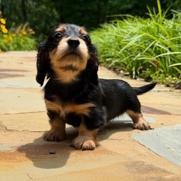 Wiener puppies home