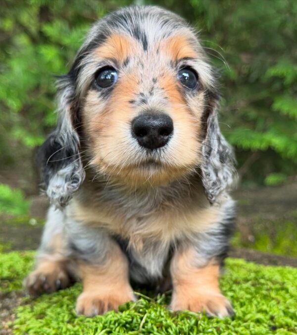 Wiener puppies home