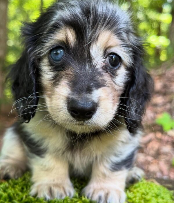 Wiener puppies home