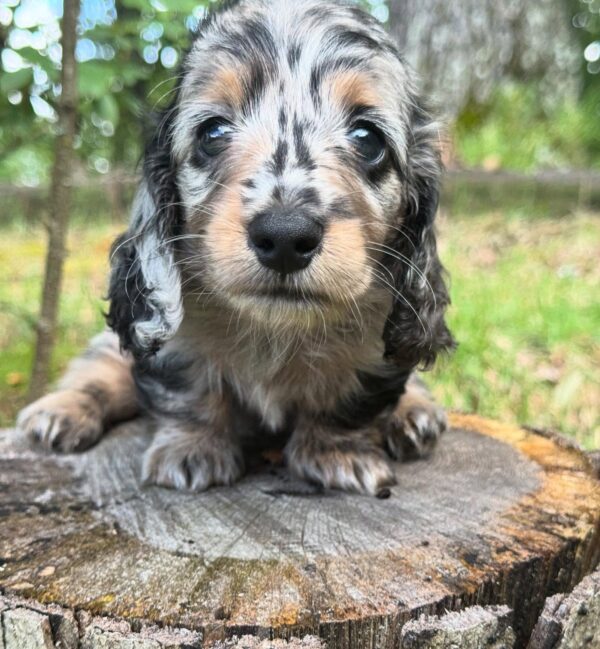 Wiener puppies home