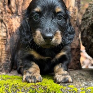 Mini Dachshund Puppy Howard