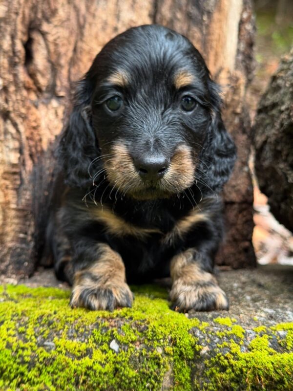 Mini Dachshund Puppy Howard