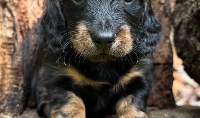 Mini Dachshund Puppy Howard