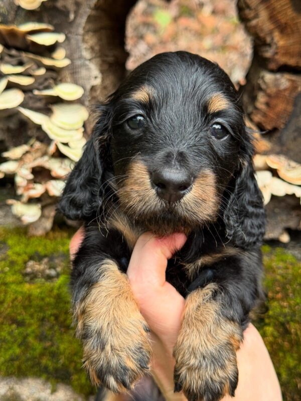 Wiener puppies home