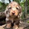 Wiener puppies home
