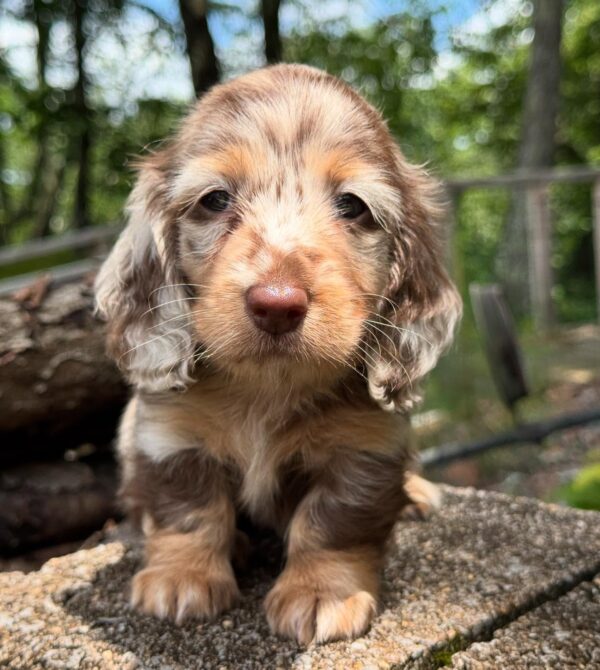 Wiener puppies home