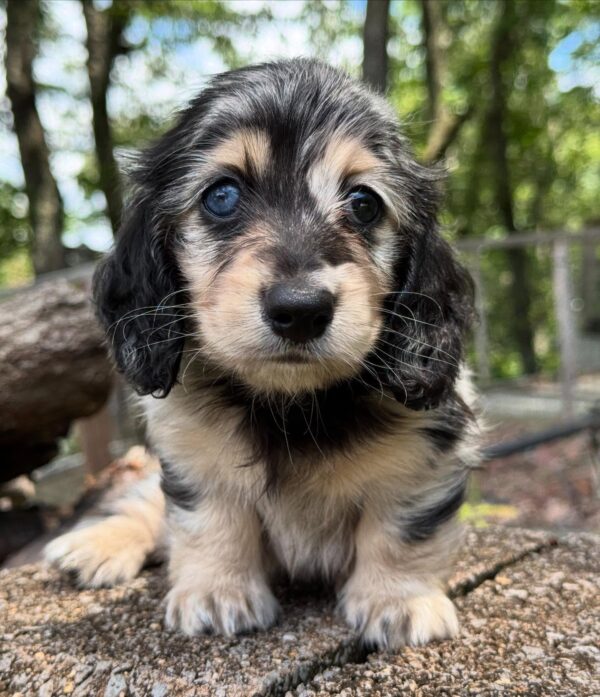 Wiener puppies home