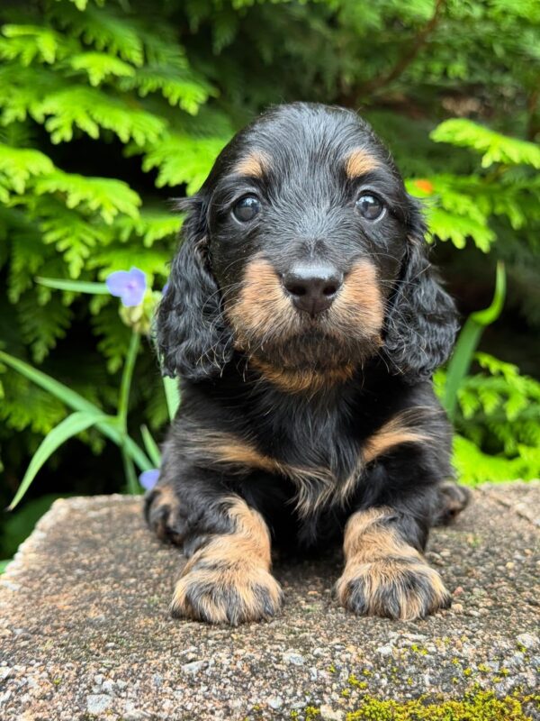 Wiener puppies home