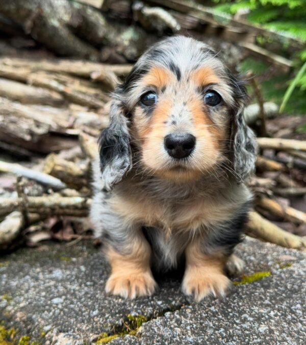 Wiener puppies home