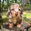 Wiener puppies home