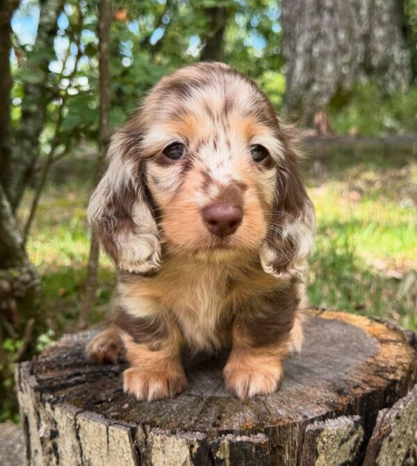 Wiener puppies home