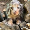 Wiener puppies home