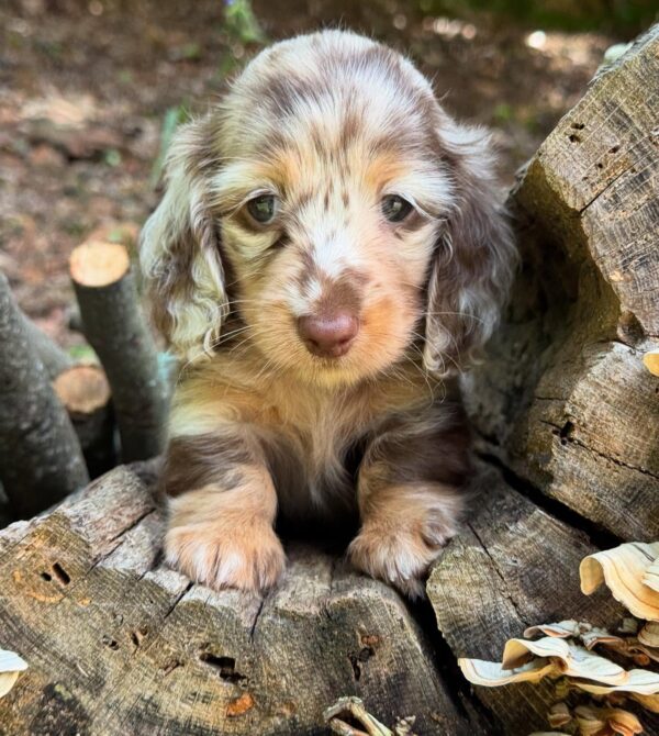 Wiener puppies home