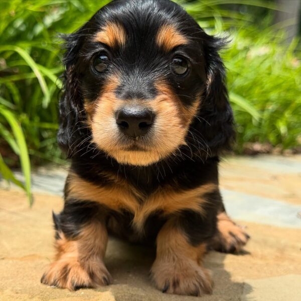 Wiener puppies home