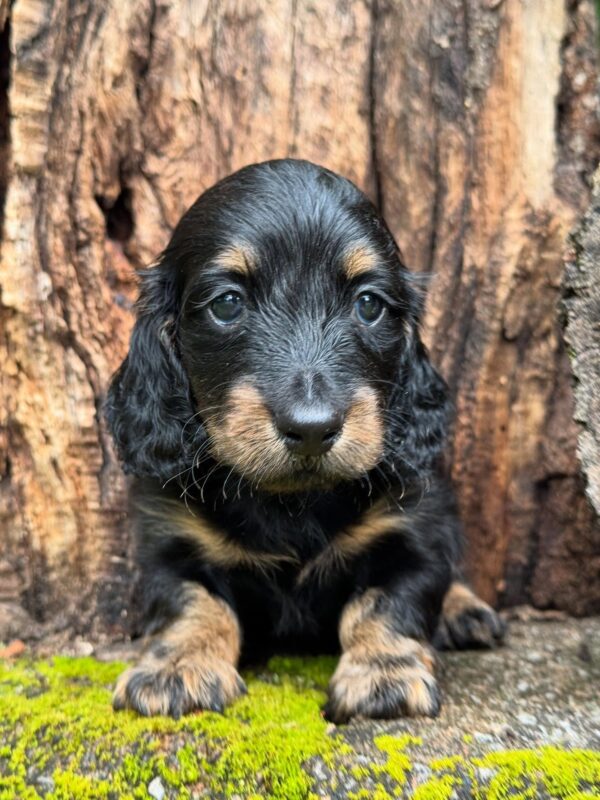 Wiener puppies home