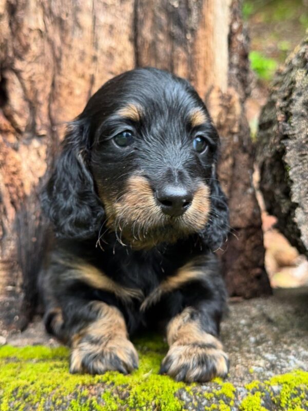 Wiener puppies home