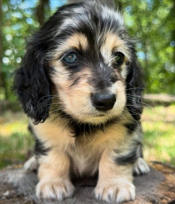 Wiener puppies home