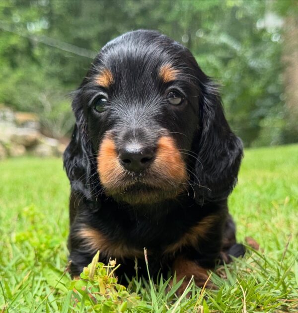 Wiener puppies home
