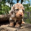 Wiener puppies home