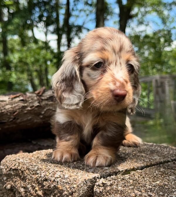 Wiener puppies home