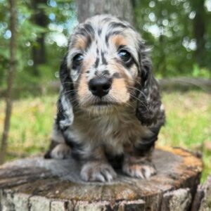 Mini Dachshund Puppy John