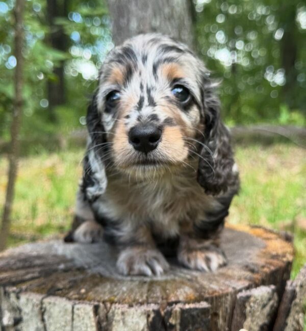 Mini Dachshund Puppy John