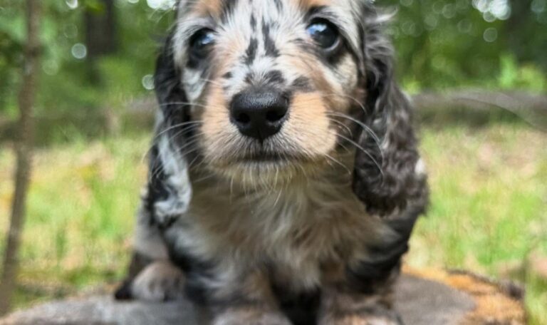 Mini Dachshund Puppy John