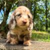 Wiener puppies home