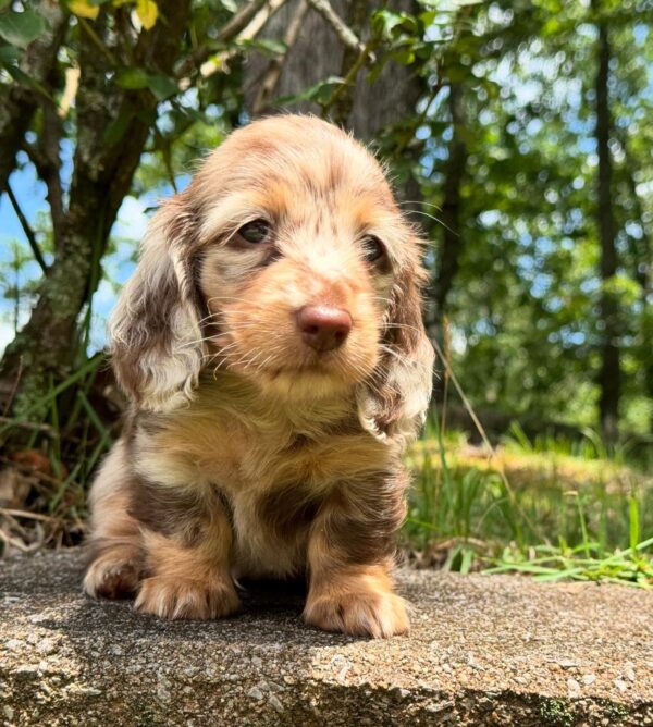 Wiener puppies home