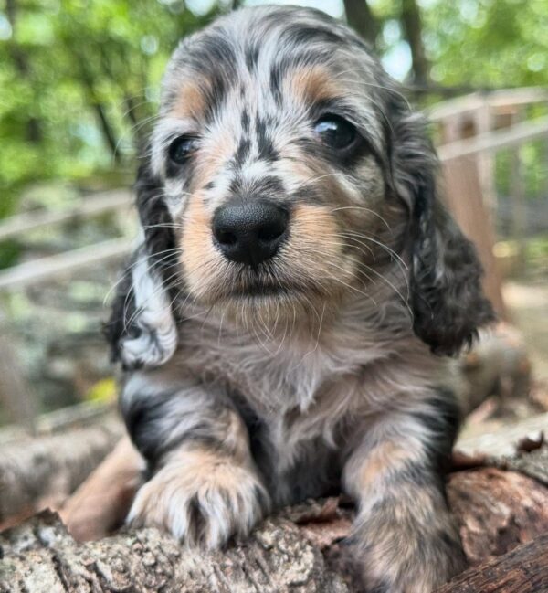 Wiener puppies home