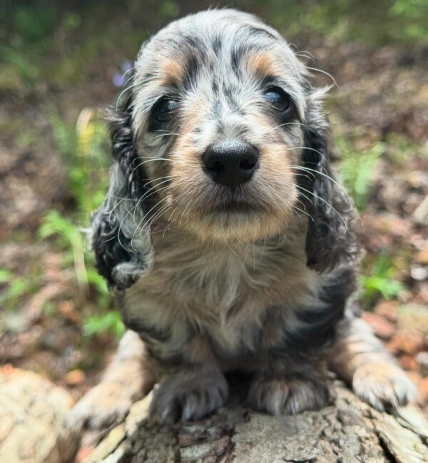 Wiener puppies home