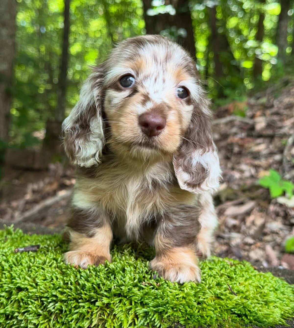 Mini Dachshund Puppy Tori