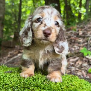 Mini Dachshund Puppy Tori