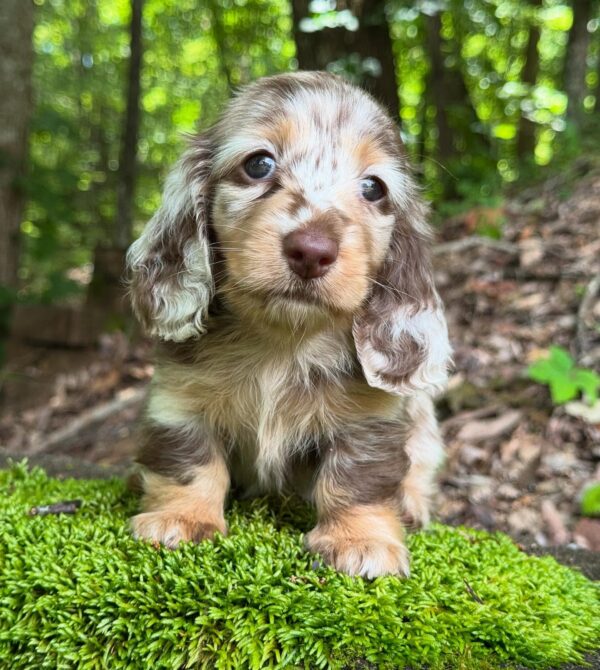 Mini Dachshund Puppy Tori