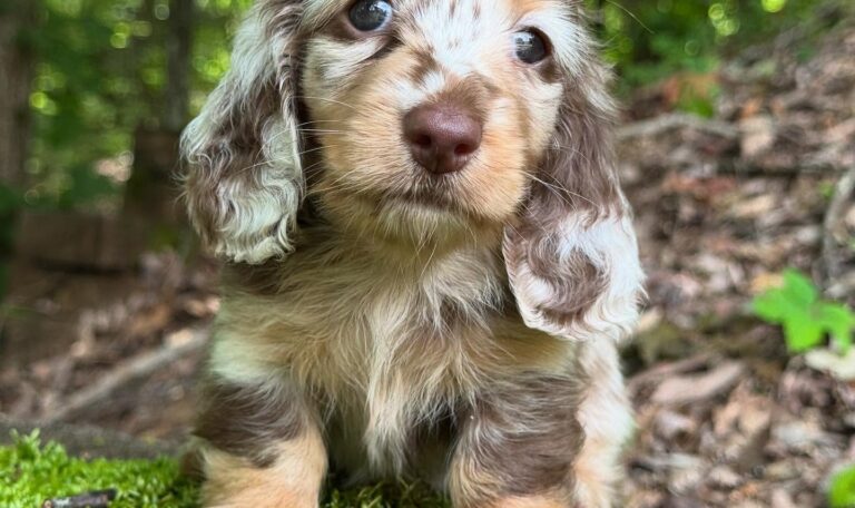 Mini Dachshund Puppy Tori