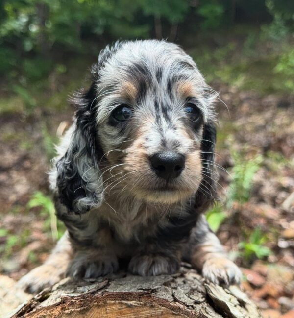Wiener puppies home