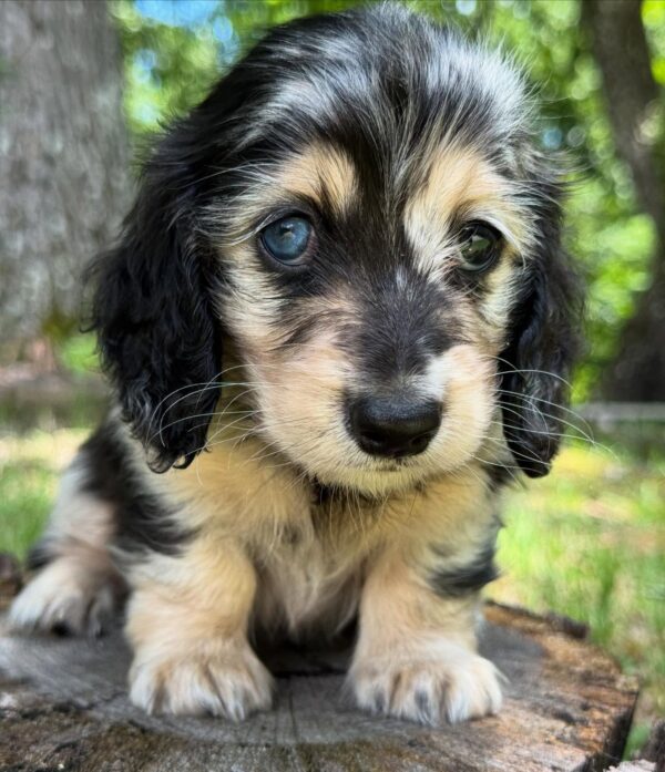 Wiener puppies home