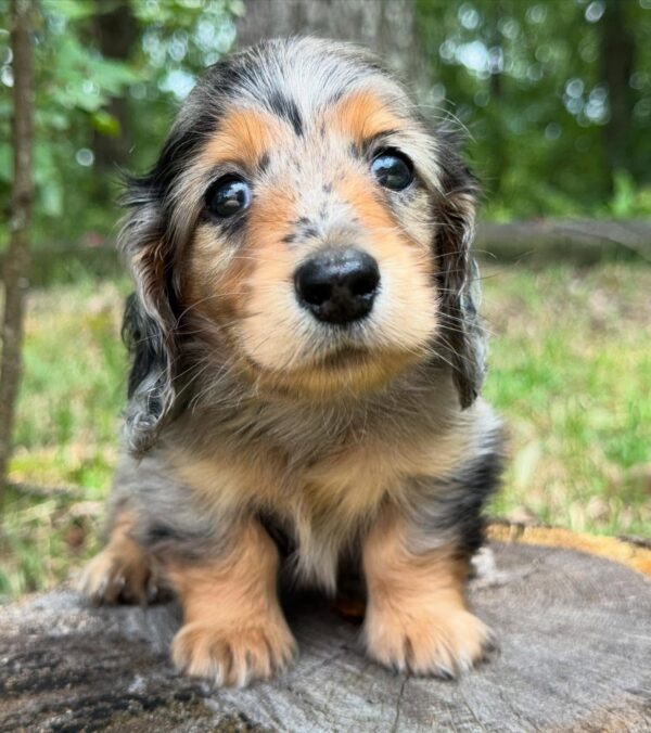 Wiener puppies home
