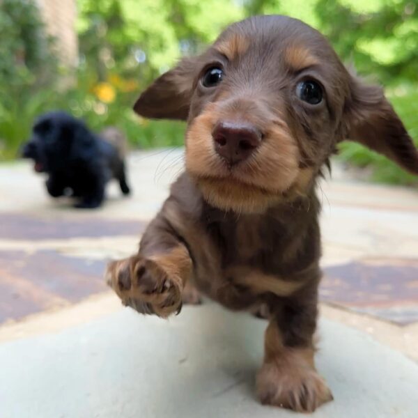 wiener puppies home