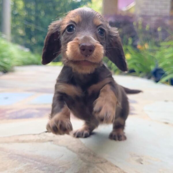 Wiener puppies home